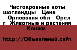 Чистокровные коты шотландцы › Цена ­ 1 500 - Орловская обл., Орел г. Животные и растения » Кошки   